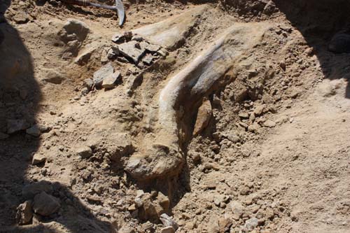 A look at the triceratops fossil found in the city of Thornton. (City of Thornton)