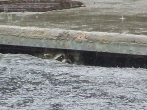 A racoon takes shelter in a storm drain at 120th & Colorado Blvd.  Image courtesy 9News.com.
