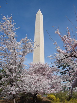 The Washington Monument is framed by blossoming cherry trees this week.  View our slideshow below.  (Photo:  Jim Schuyler)