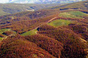 Is global warming responsible for the pine beetle spread or is it something else?