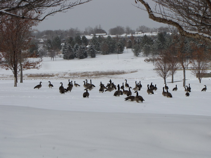 Winter storm arrives in Thornton, snow expected throughout the day