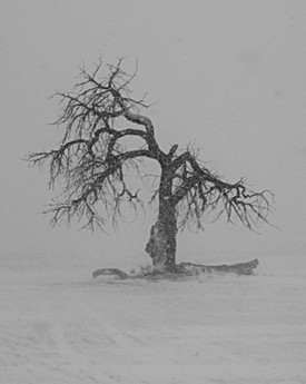 Winter weather tree